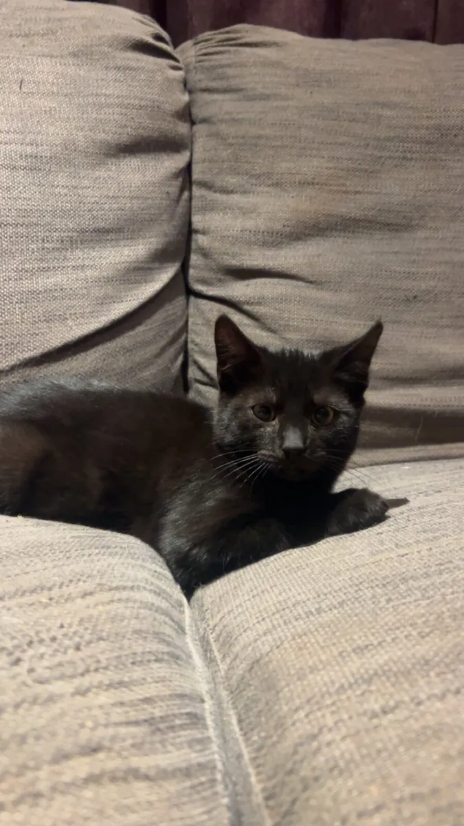 Kittens🐱 - Image 4