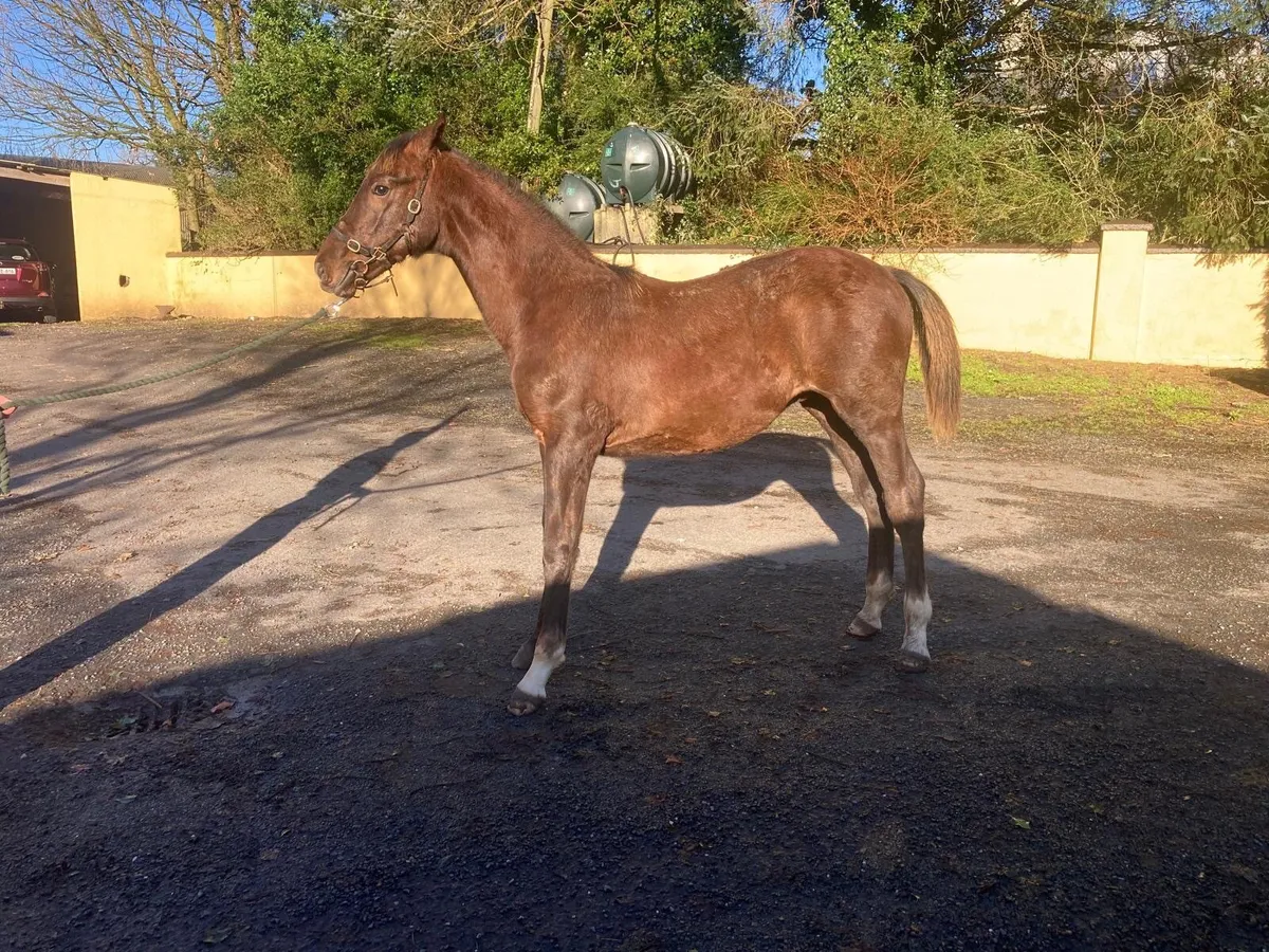 Foal X CARACAS - Image 3