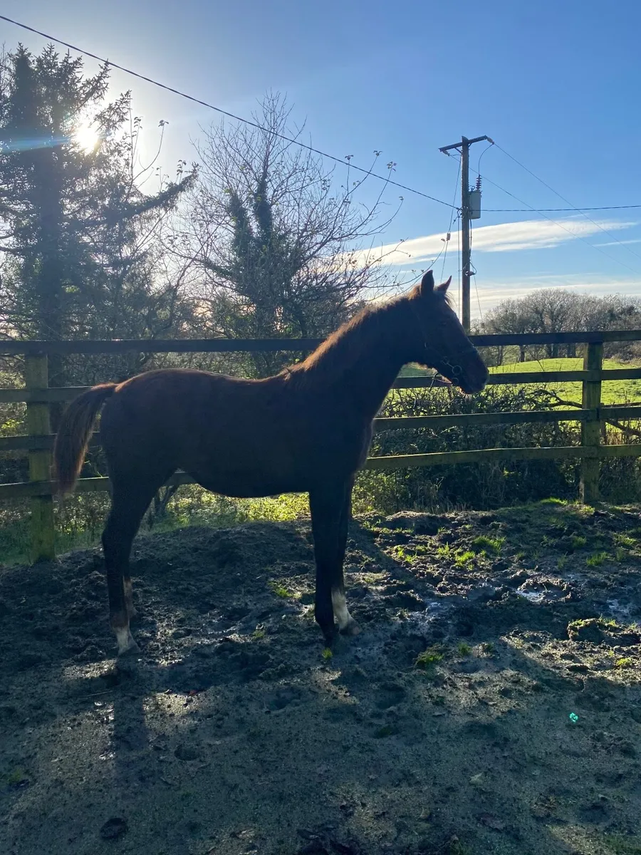 Foal X CARACAS - Image 4