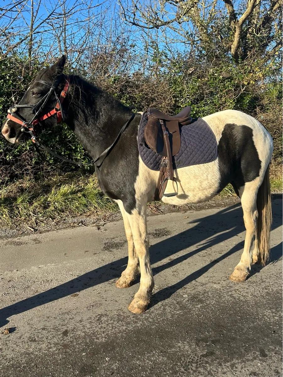 15 2 Piebald mare Riding and Driving - Image 3