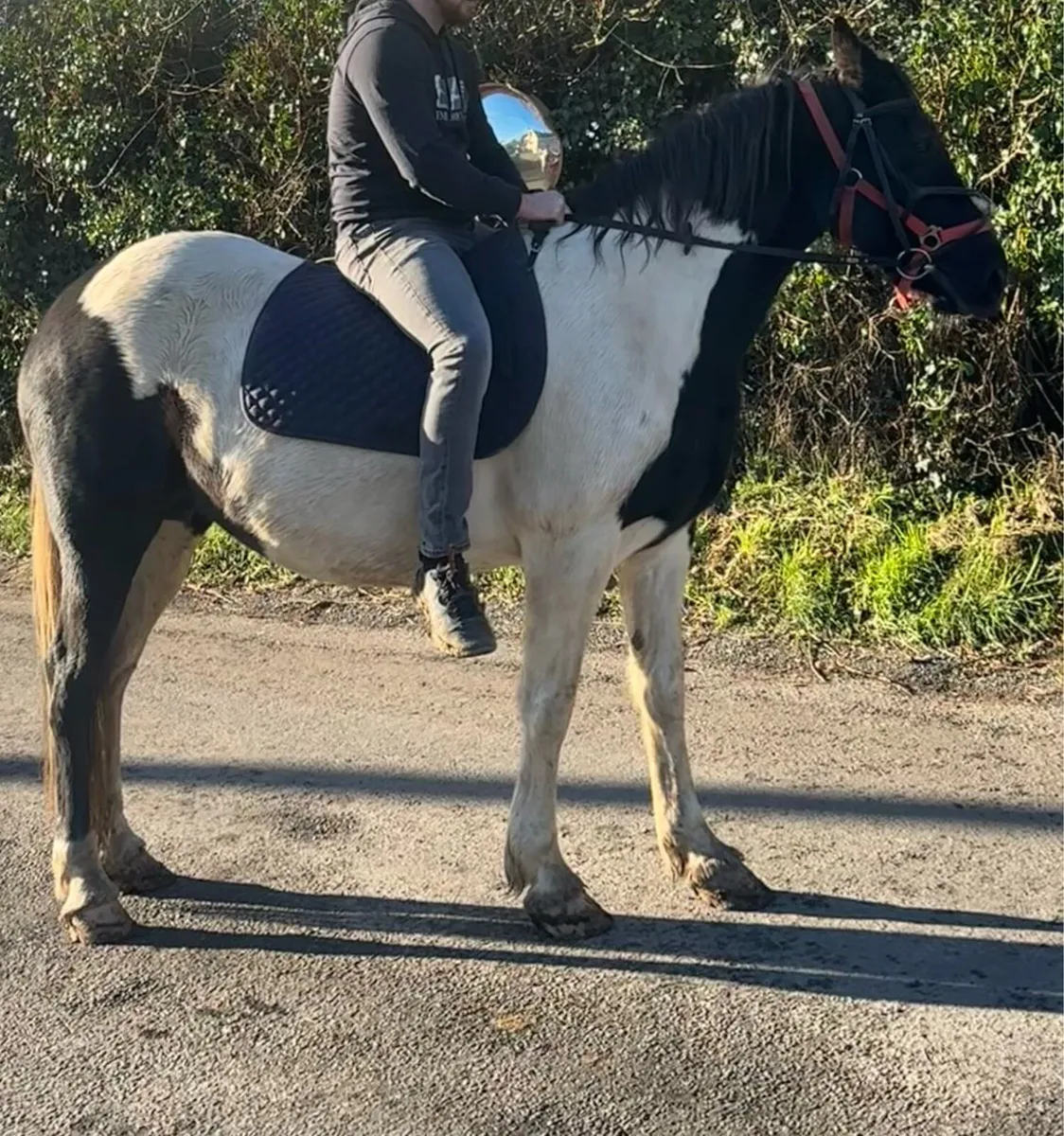 15 2 Piebald mare Riding and Driving - Image 4