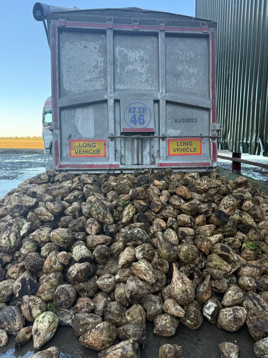 Endermax Beet - Image 2