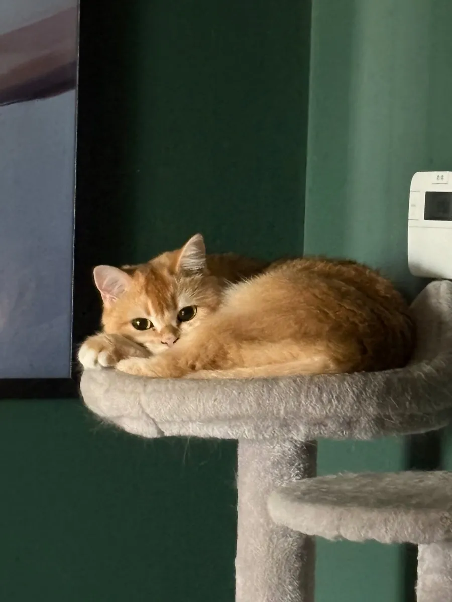 British Shorthair Female - Image 2