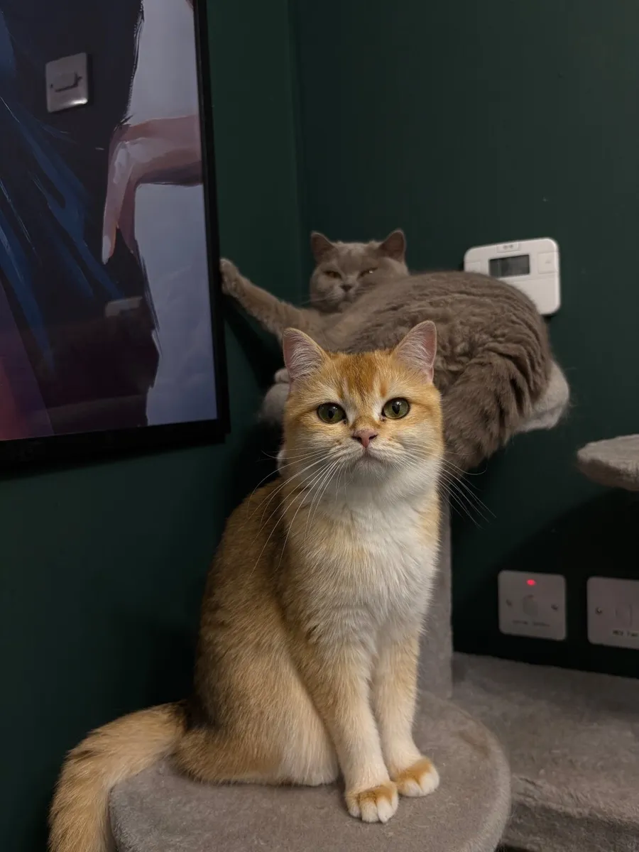 British Shorthair Female - Image 1