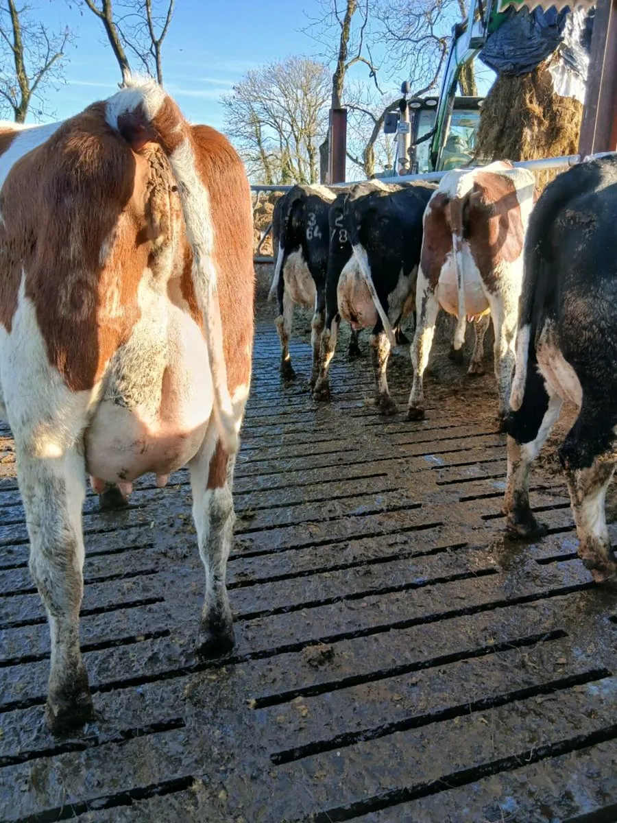 GORTALEA MART DAIRY SALE 26TH NOVEMBER - Image 1