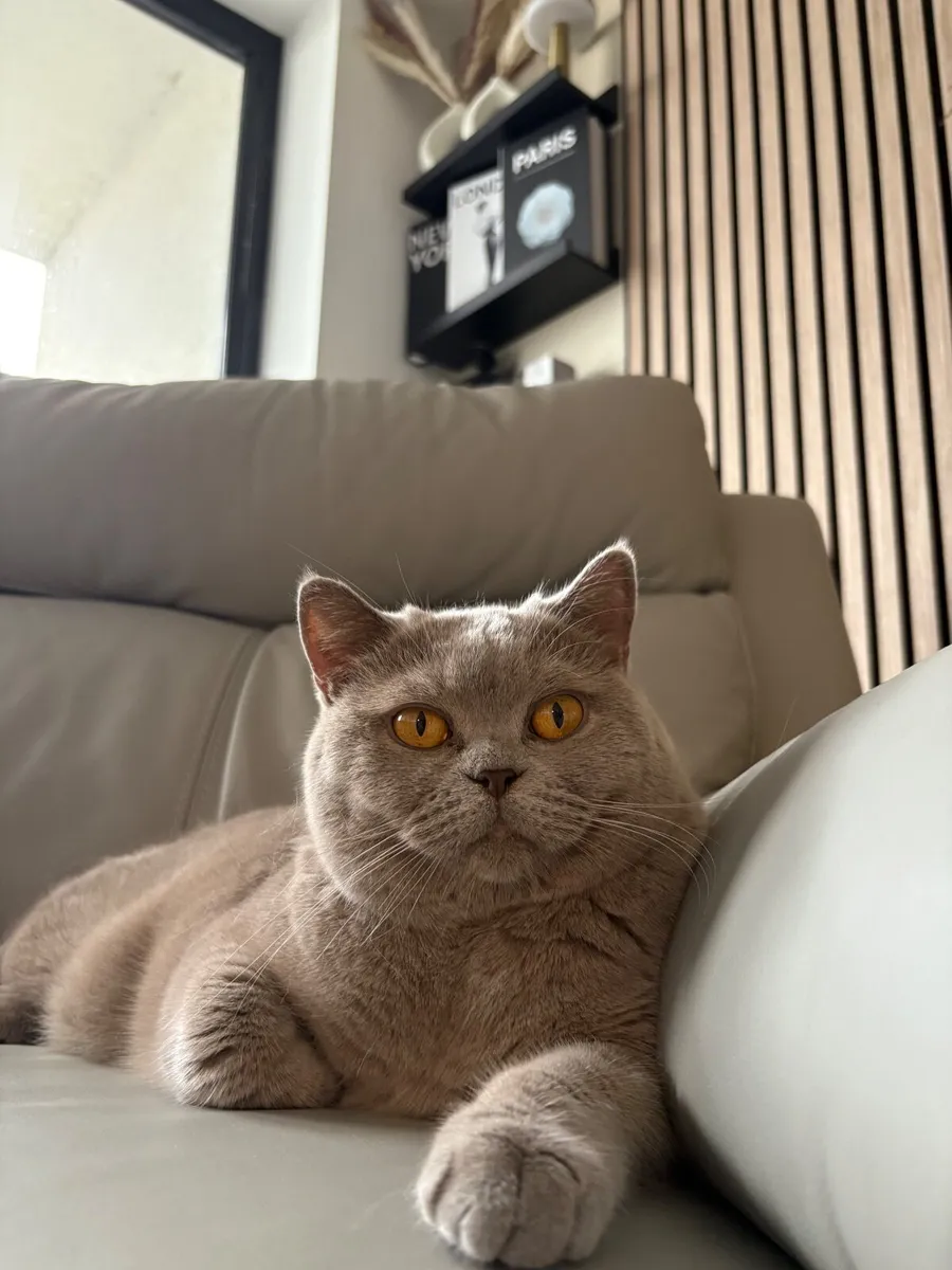 British Shorthair Female - Image 3