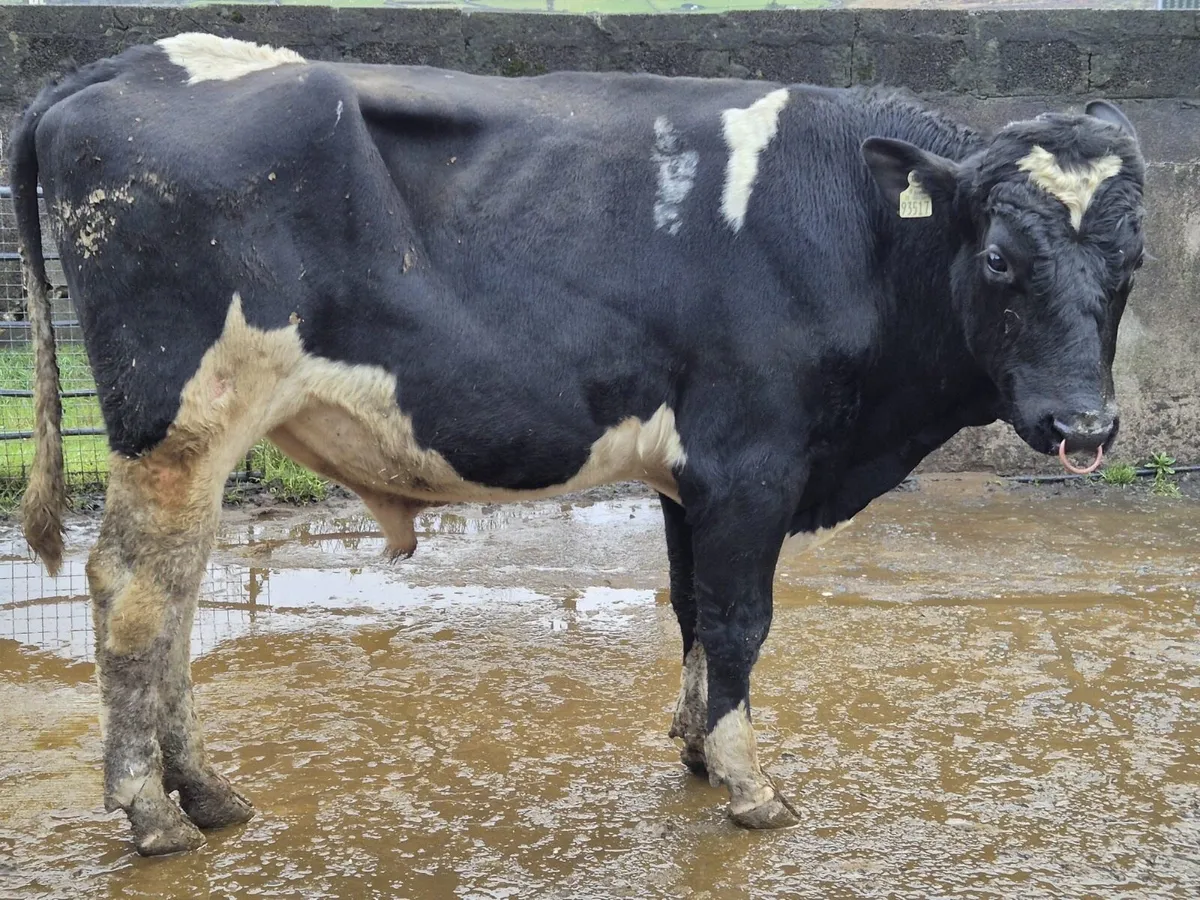 Pedigree bull - Image 1