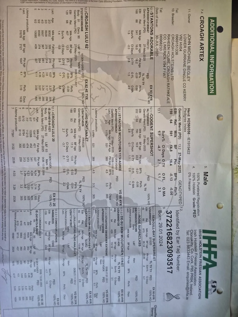 Pedigree bull - Image 2