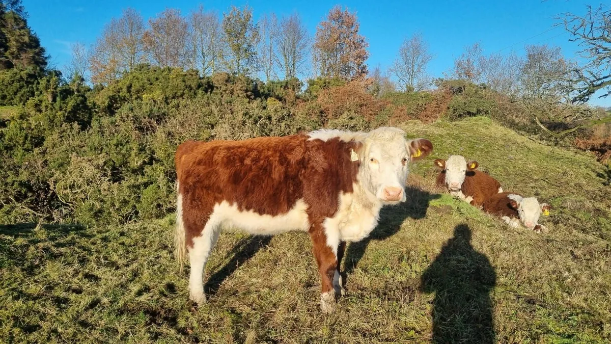 Purebred Hereford - Image 3