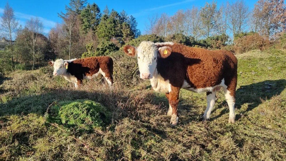 Purebred Hereford - Image 4