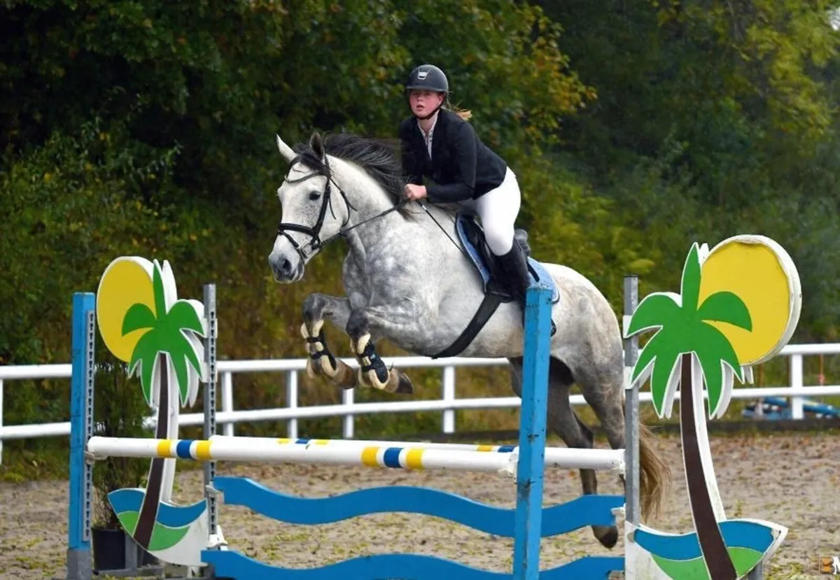 Beautiful 8yo grey mare - Image 1