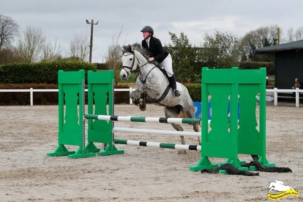 Beautiful 8yo grey mare - Image 2