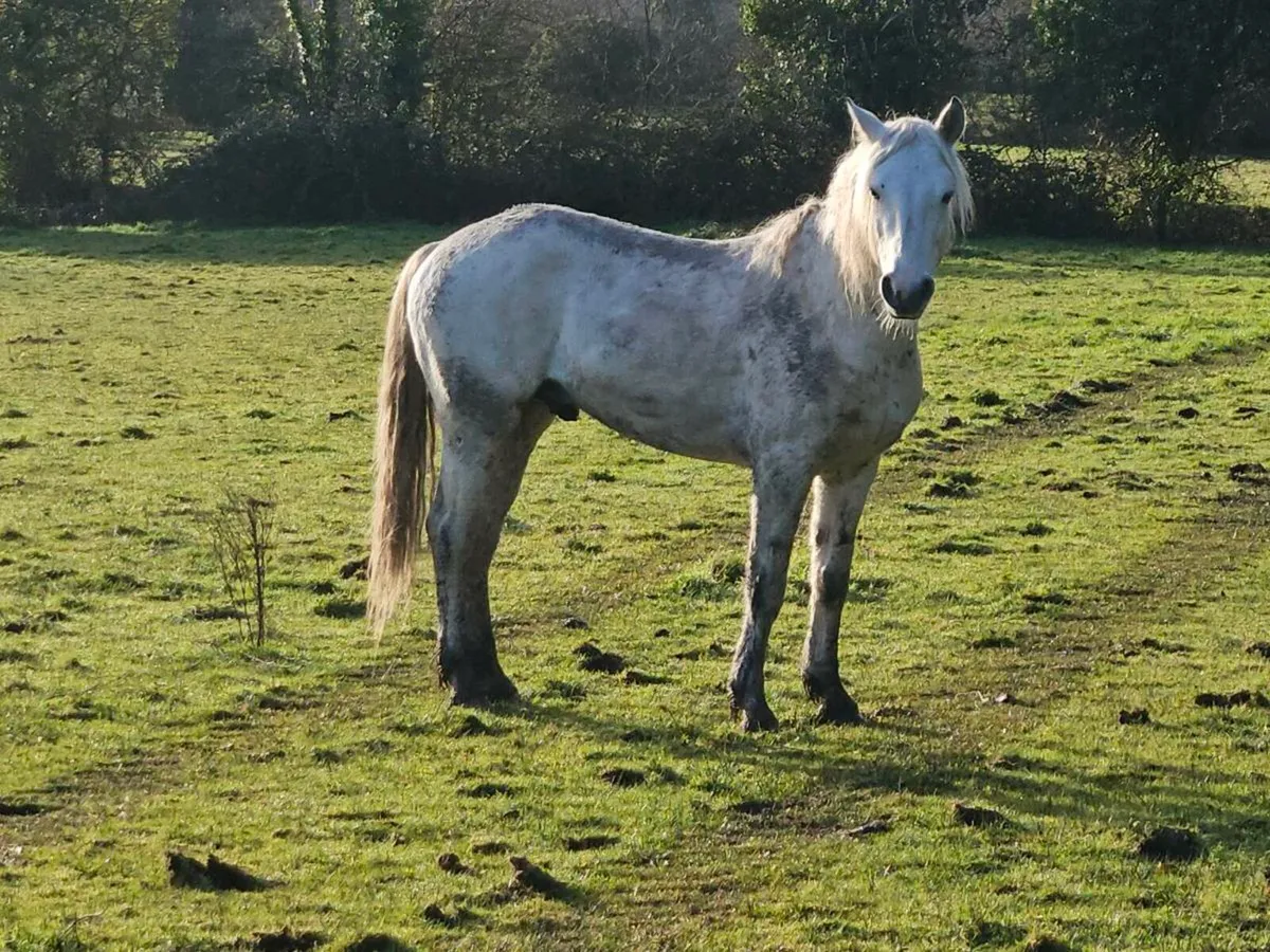 Connemara gelding - Image 1