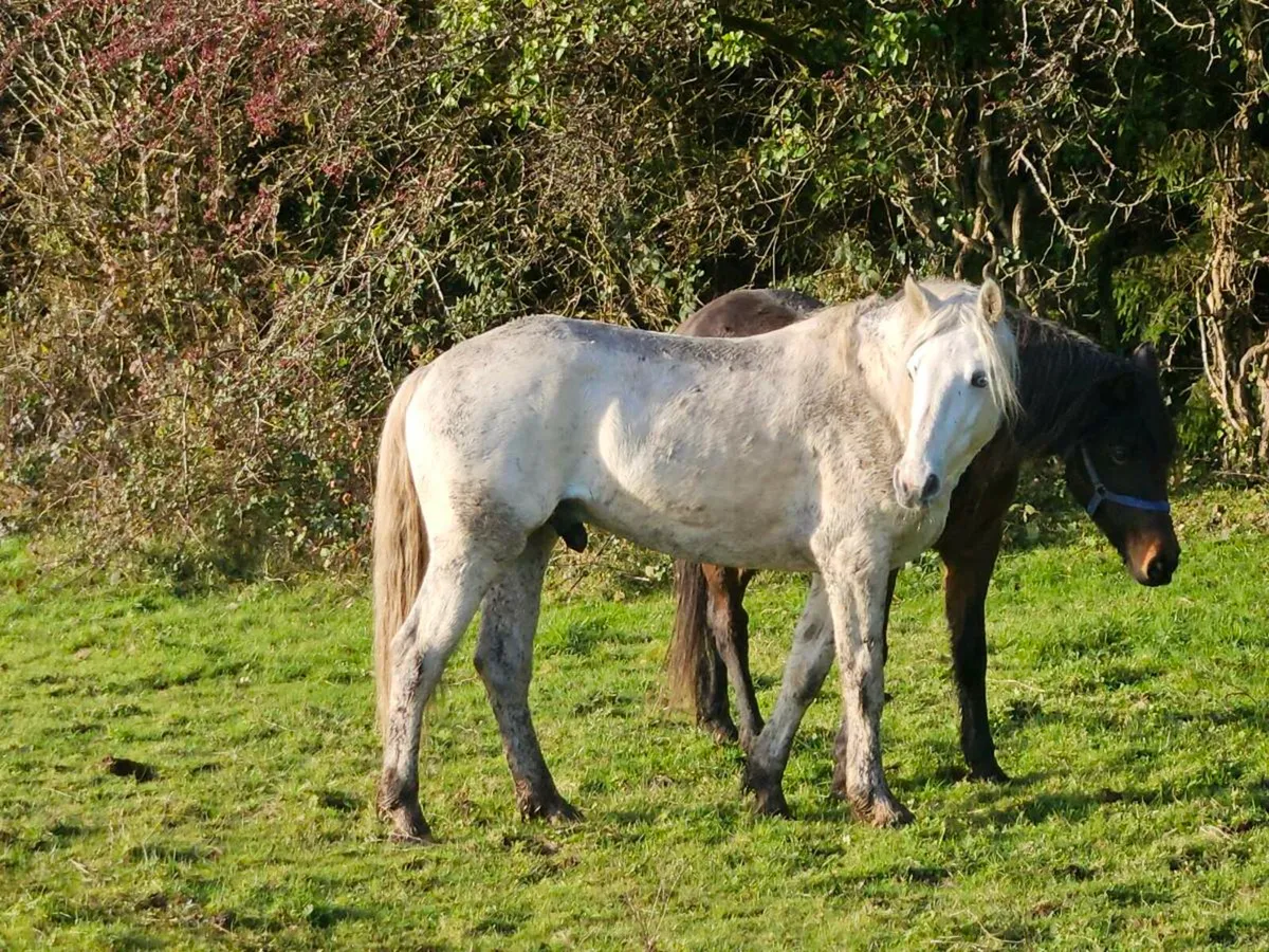 Connemara gelding - Image 2