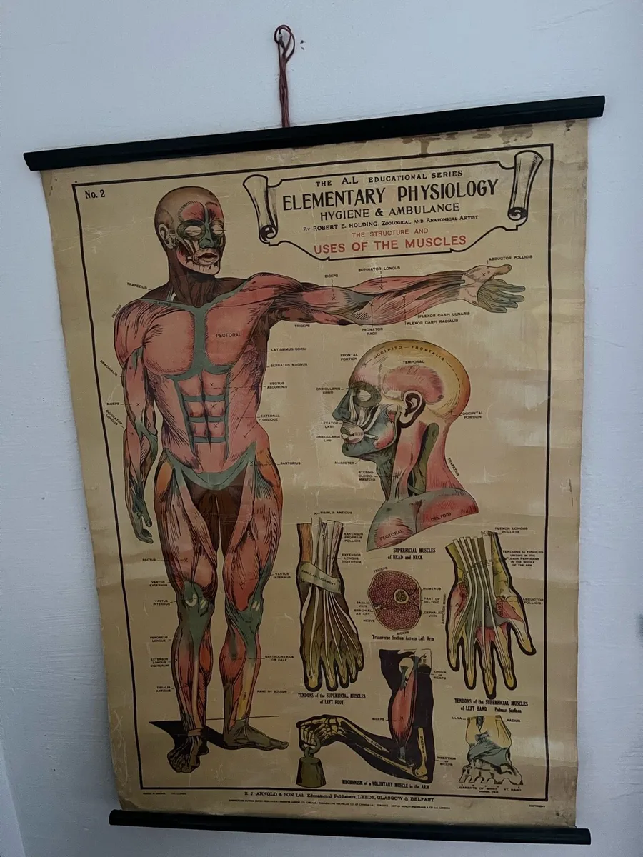 Antique Anatomical Chart - Image 1