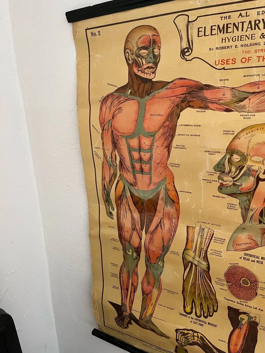 Antique Anatomical Chart - Image 2