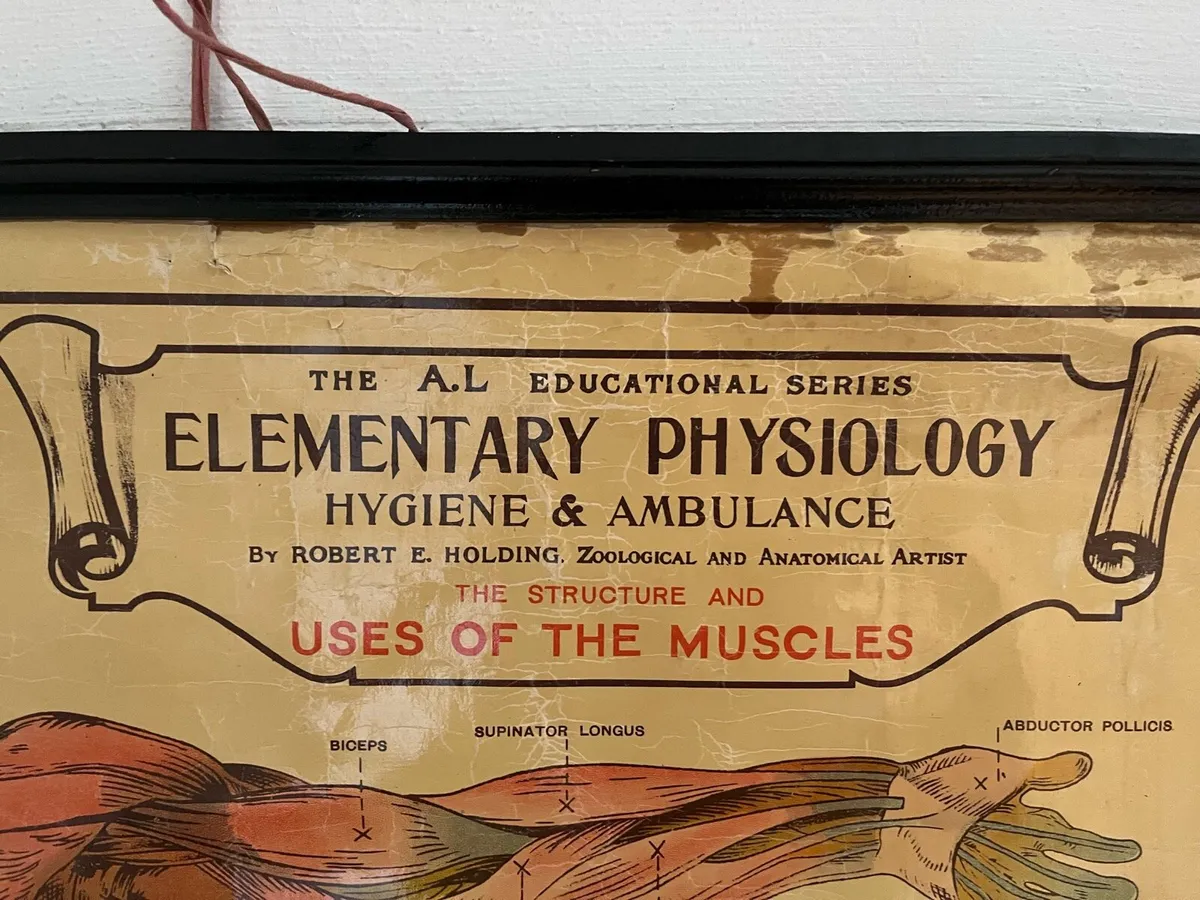 Antique Anatomical Chart - Image 3