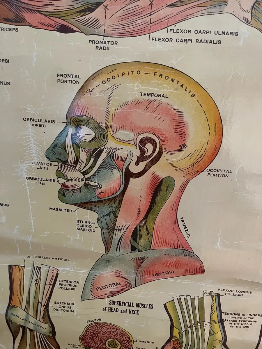 Antique Anatomical Chart - Image 4