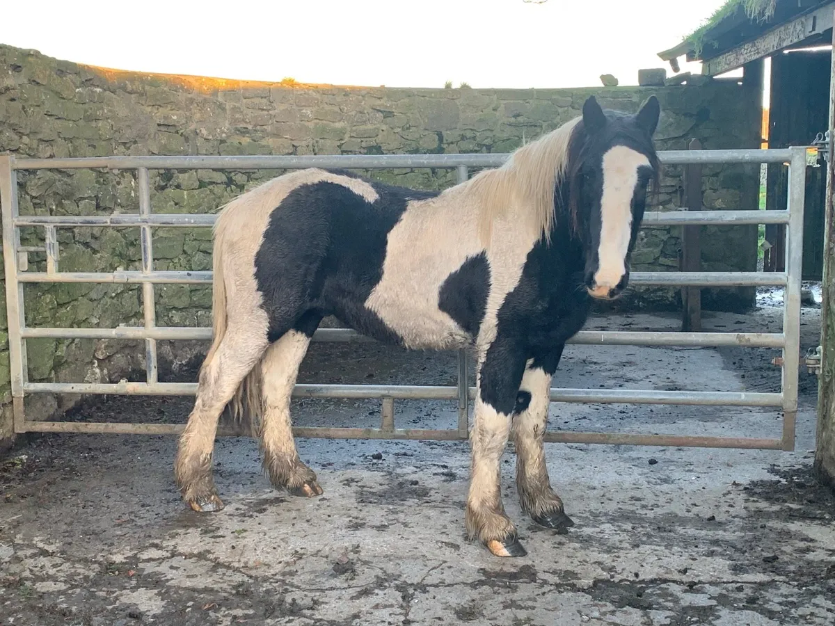 Rising 3  Yrs old cob Gelding - Image 1