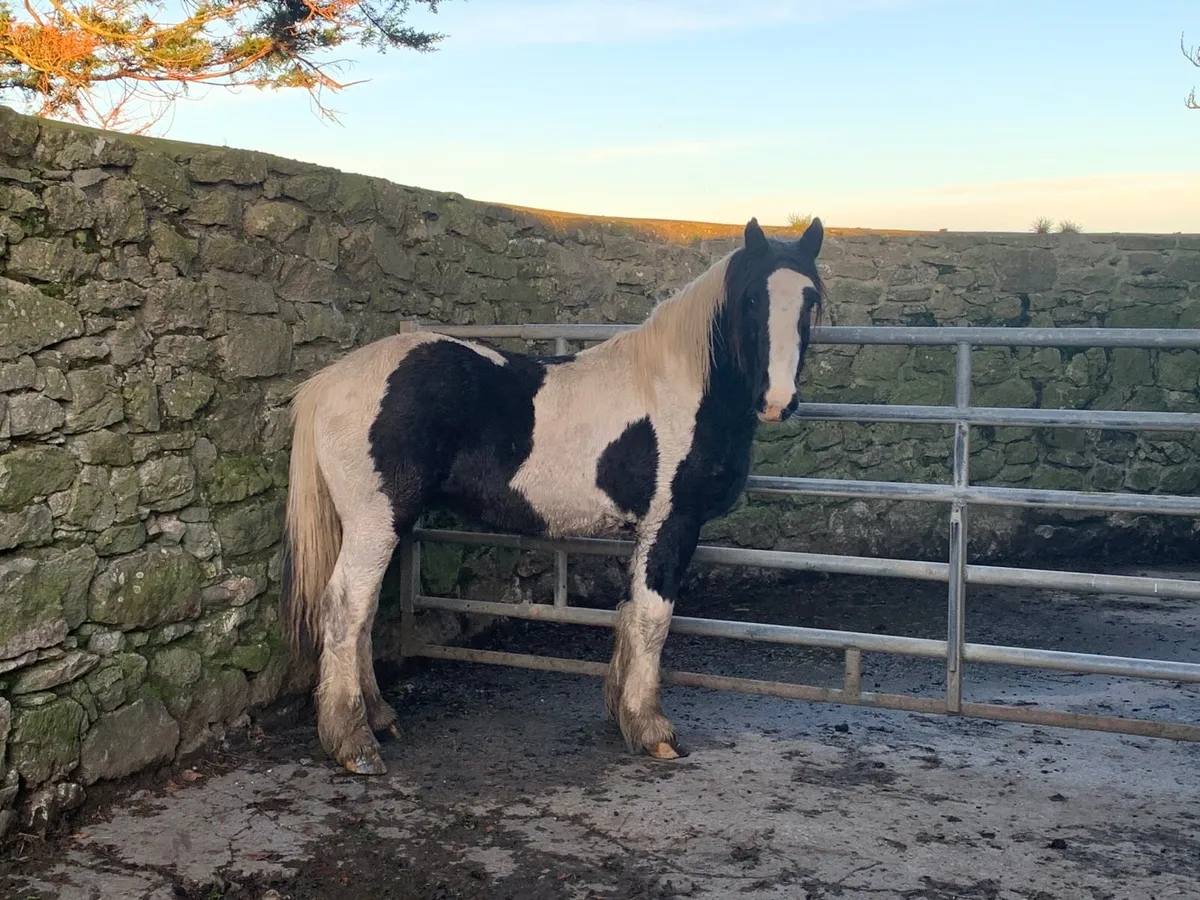 Rising 3  Yrs old cob Gelding - Image 2