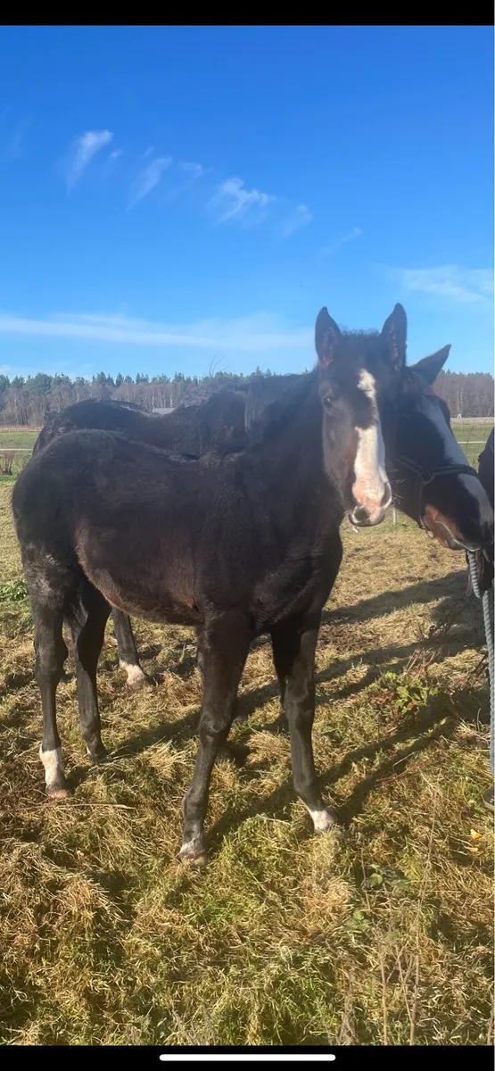 Colt Foal & Broodmare - Image 1