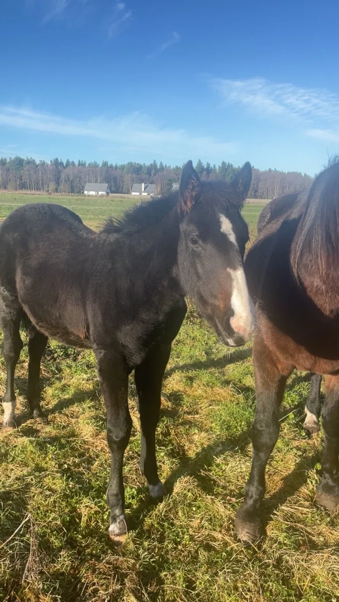 Colt Foal & Broodmare - Image 2