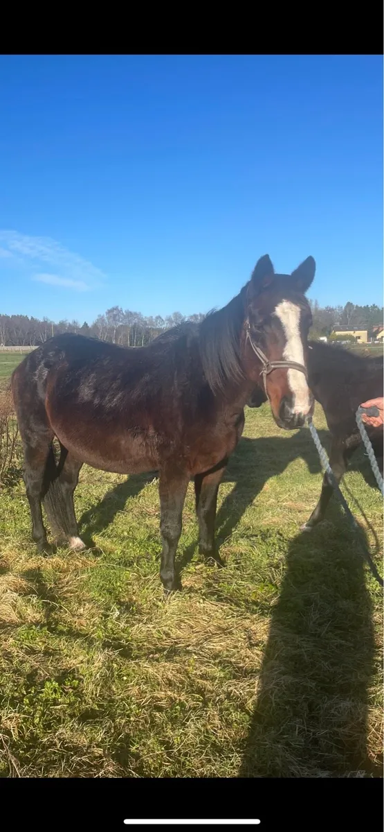 Colt Foal & Broodmare - Image 3