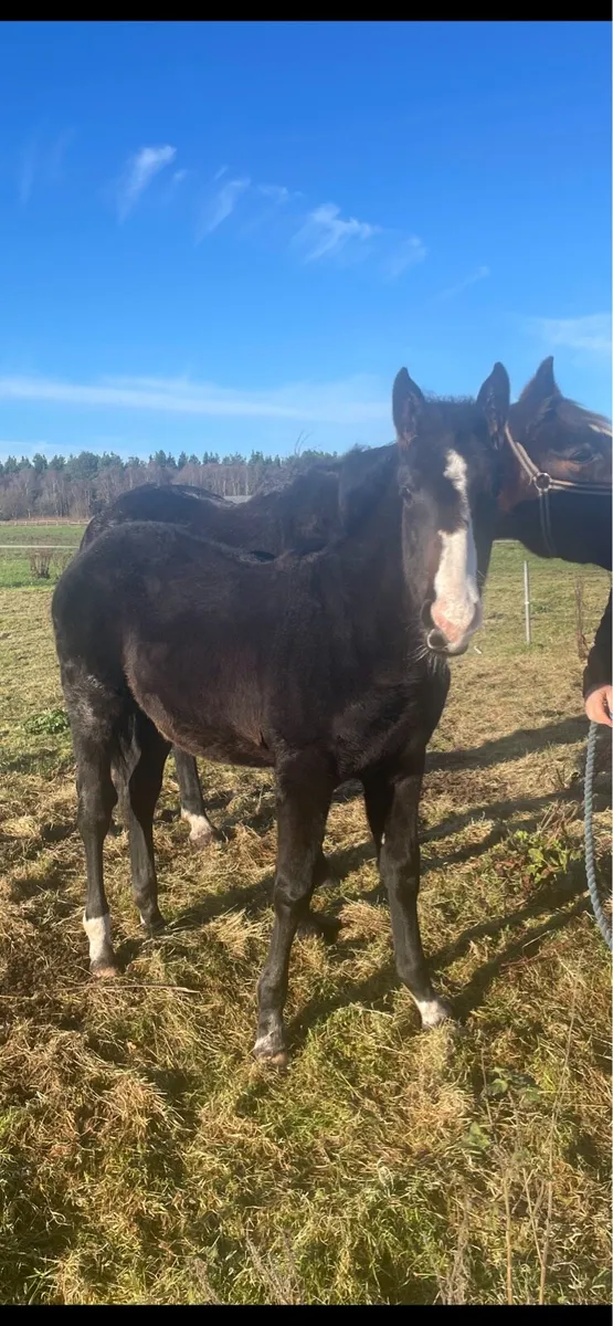 Colt Foal & Broodmare - Image 4