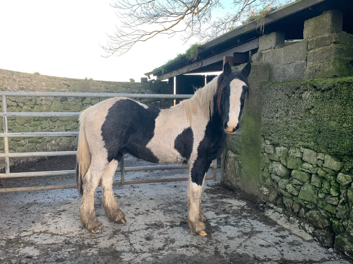 Rising 3  Yrs old cob Gelding - Image 3