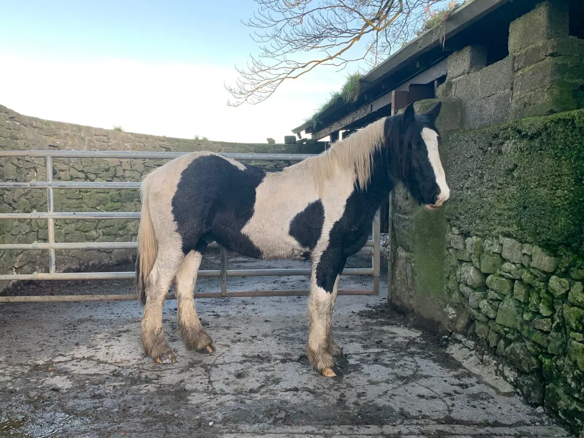 Rising 3  Yrs old cob Gelding - Image 4