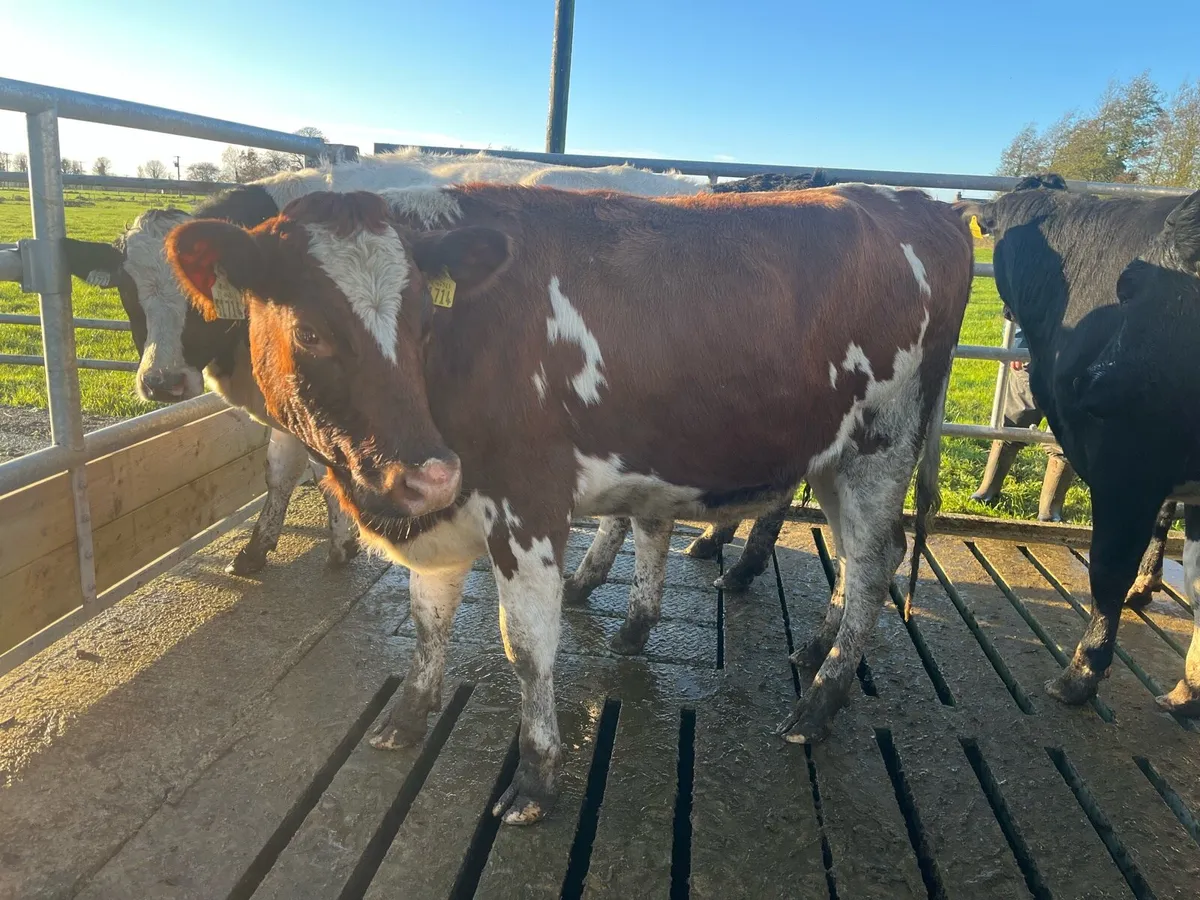 High EBI in-calf heifers - Image 1