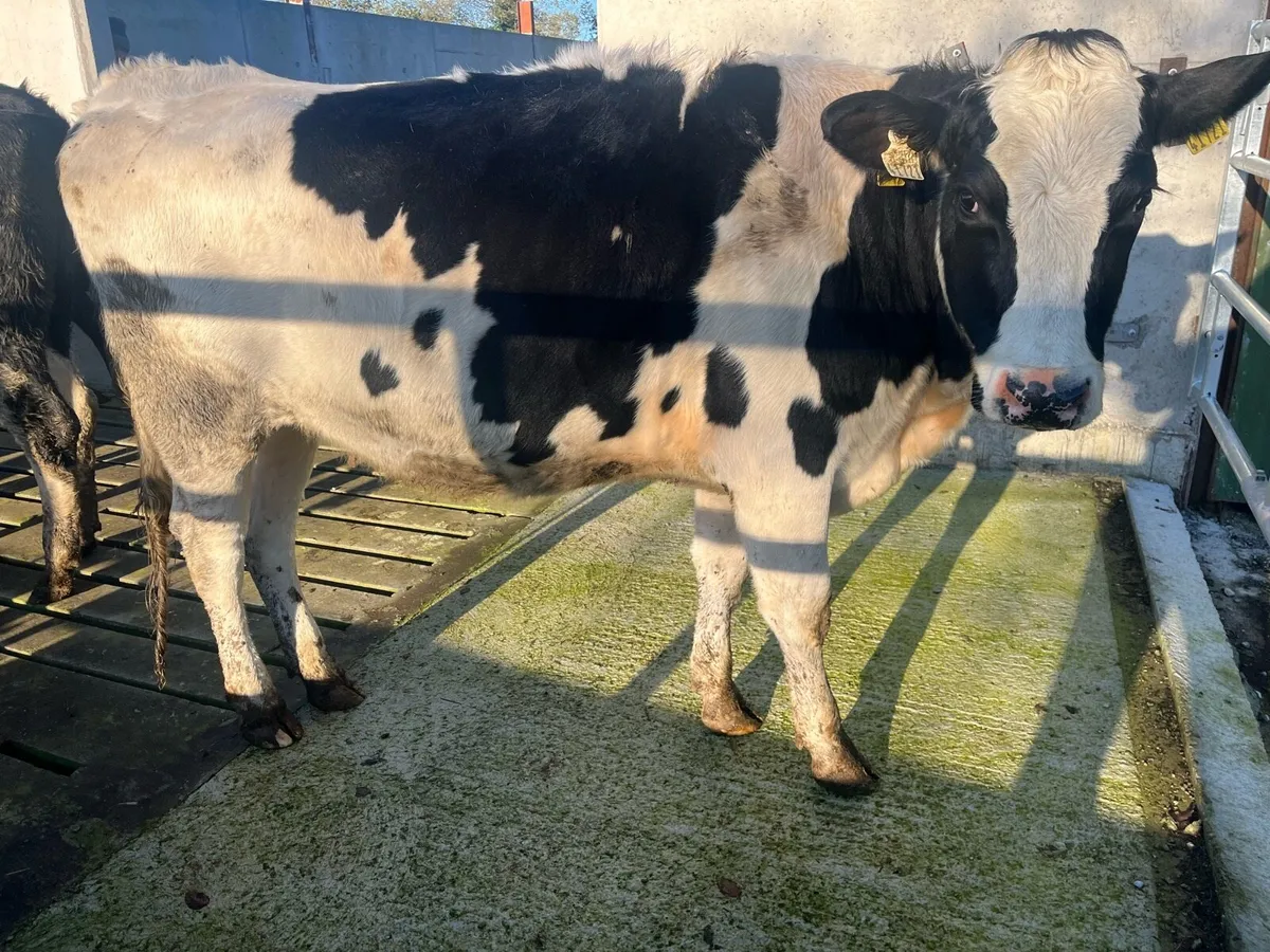 High EBI in-calf heifers - Image 2
