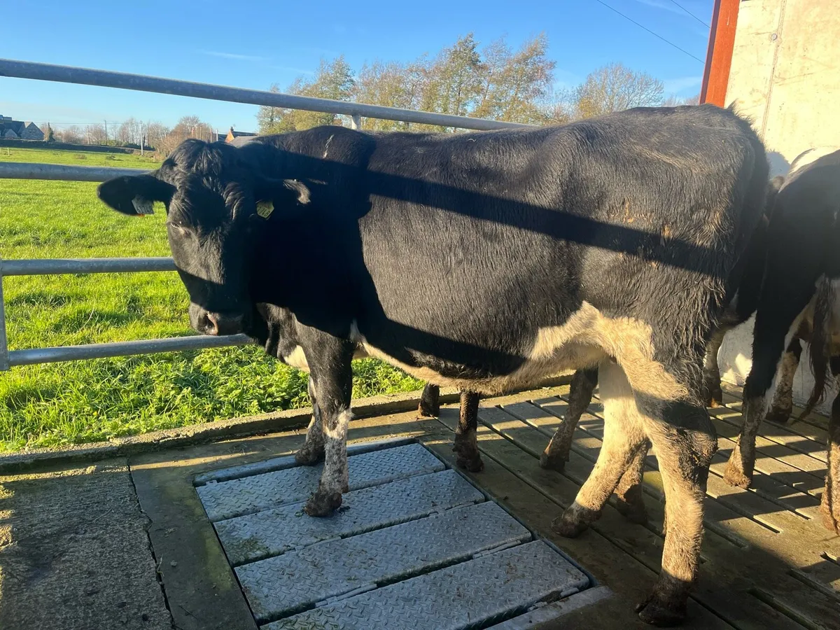 High EBI in-calf heifers - Image 3