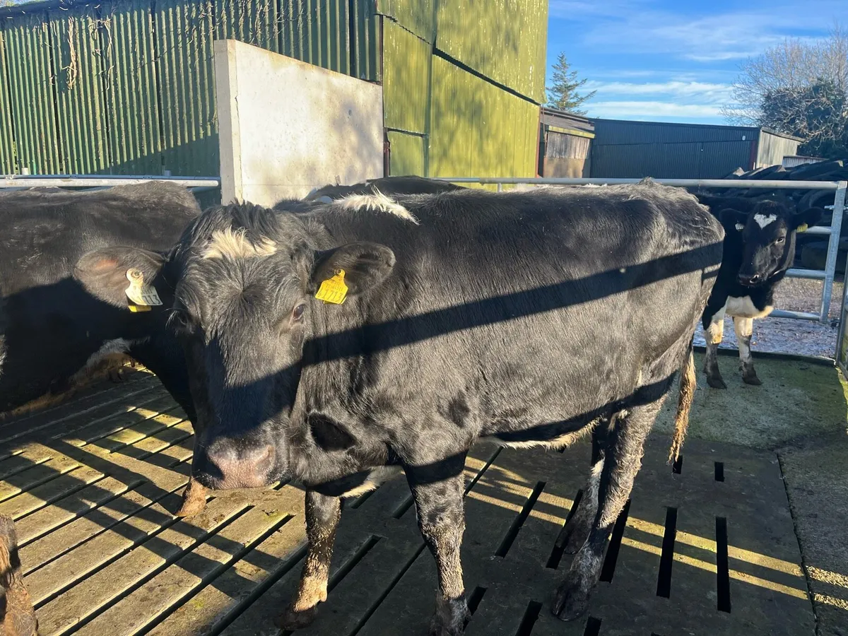 High EBI in-calf heifers - Image 4