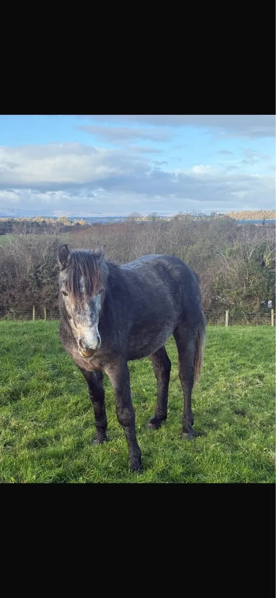 Three year old geldings - Image 2