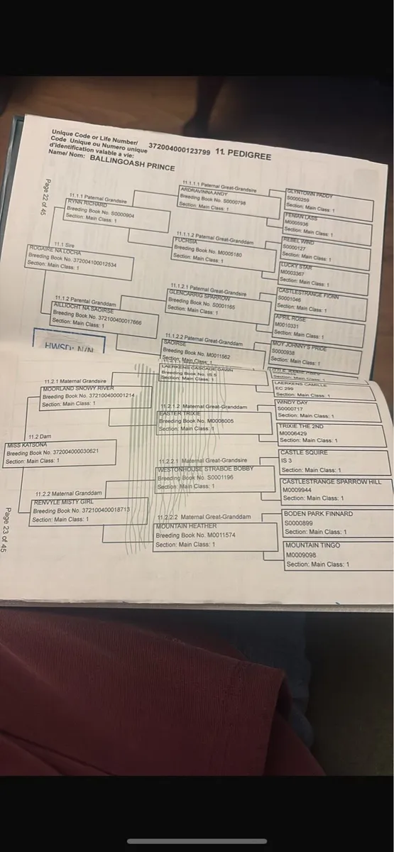 Three year old geldings - Image 3