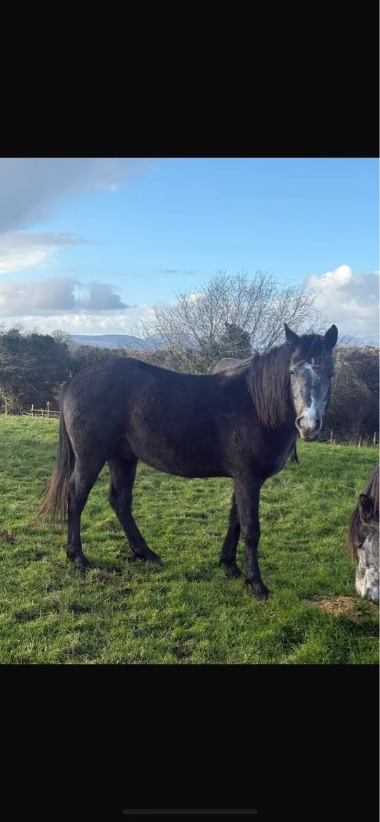 Three year old geldings - Image 4