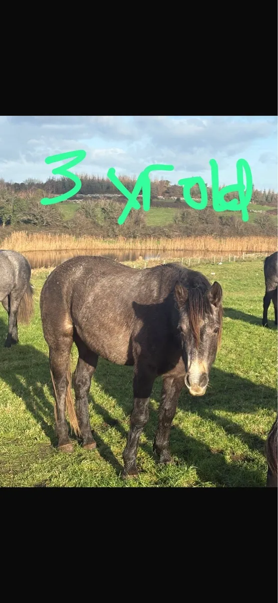 Three year old geldings - Image 1