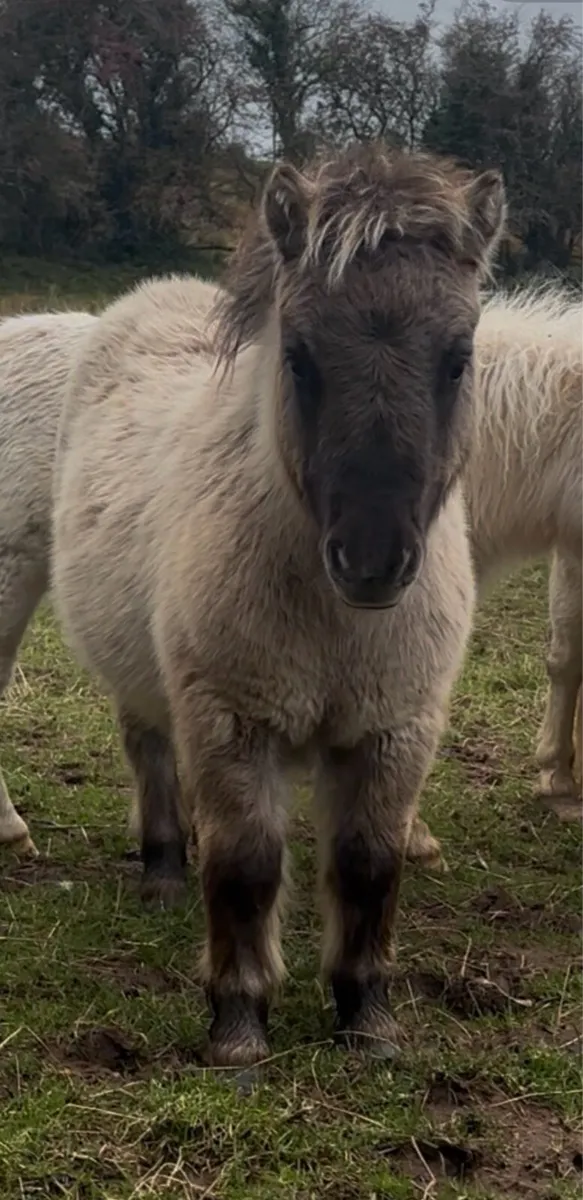 Mini Shetland Foals - Image 1