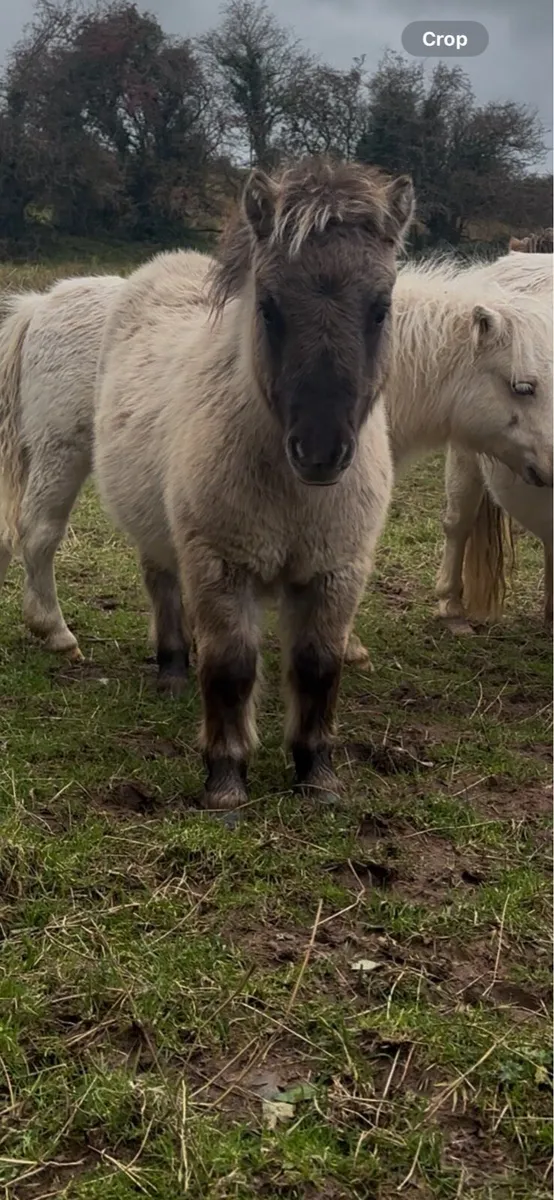 Mini Shetland Foals - Image 2