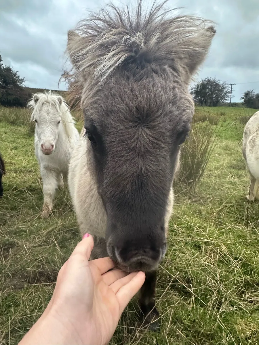 Mini Shetland Foals - Image 3