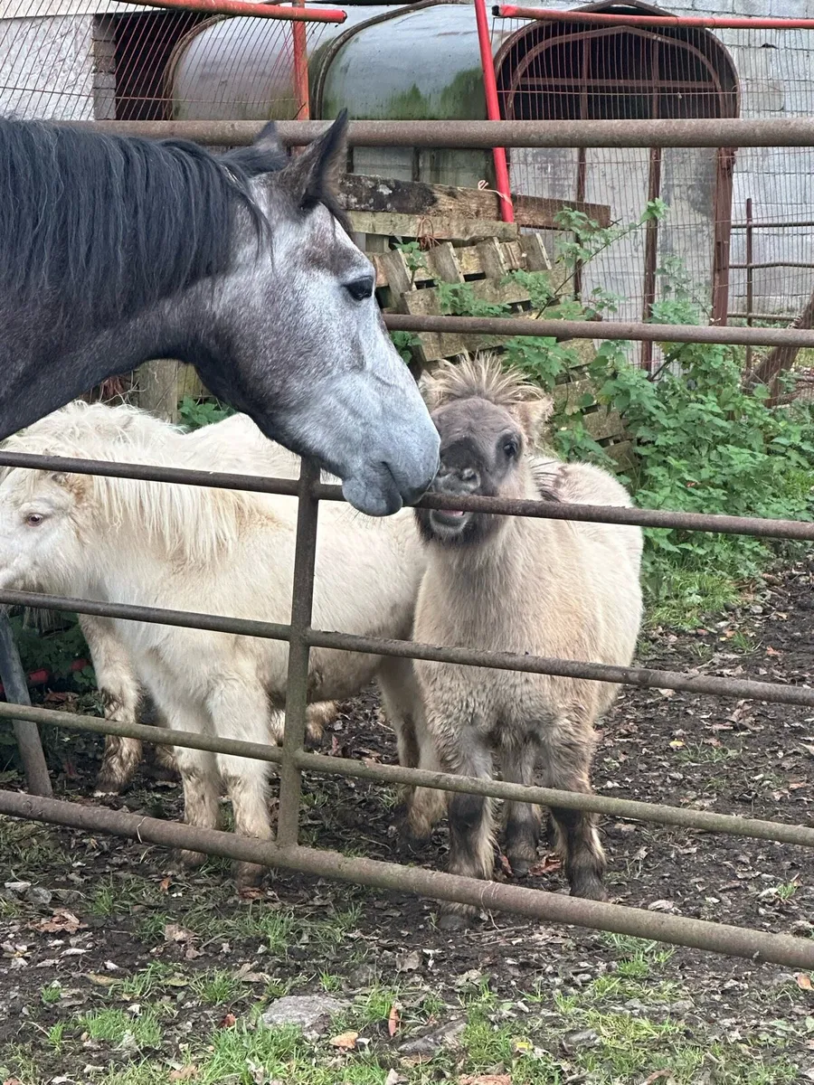Mini Shetland Foals - Image 4
