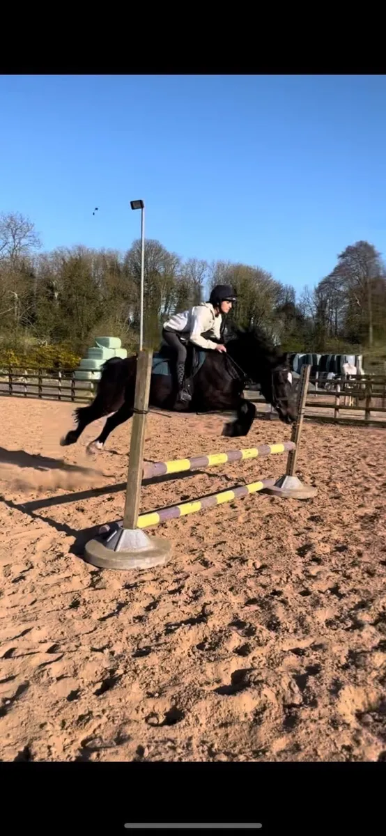 All rounder Pony - Image 1