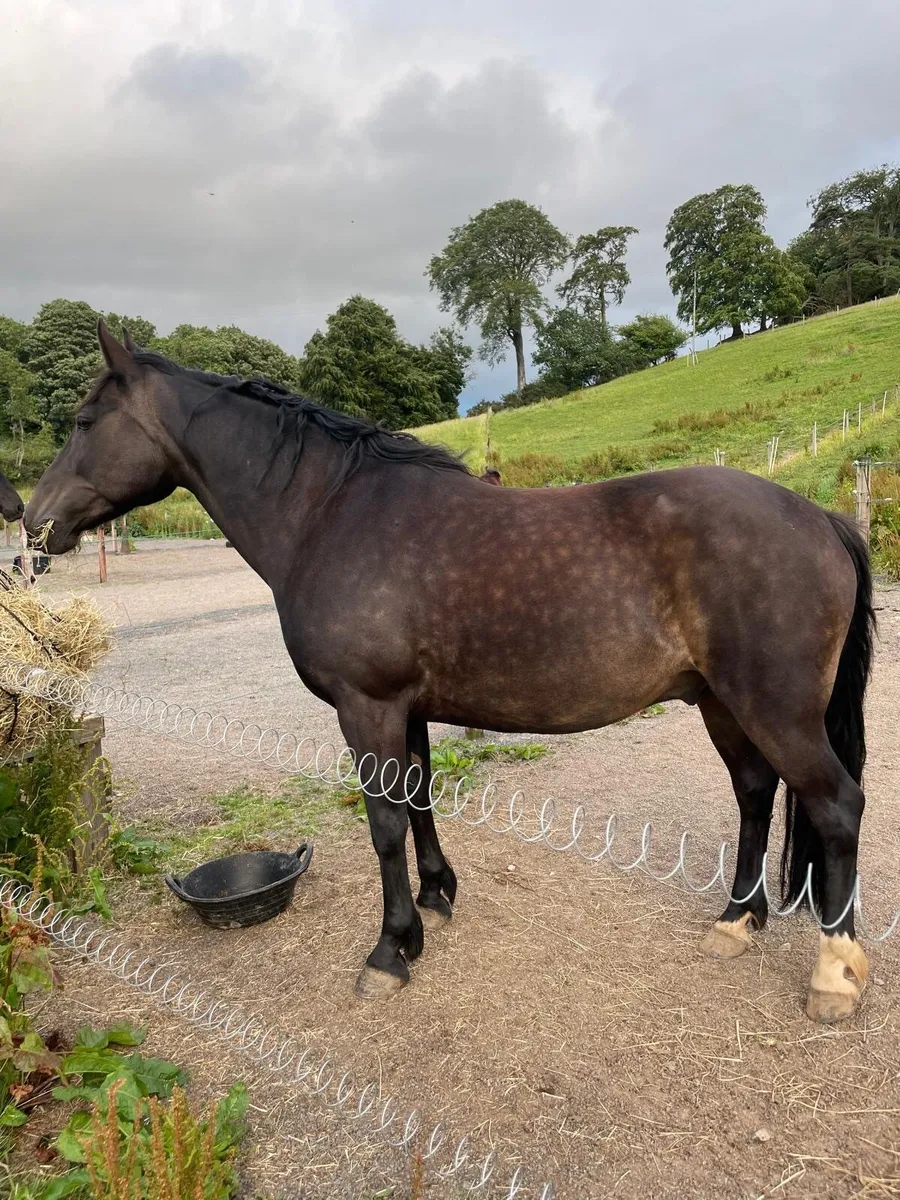 All rounder Pony - Image 2