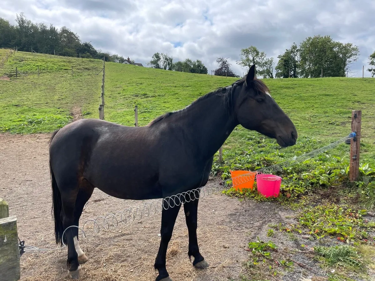 All rounder Pony - Image 4