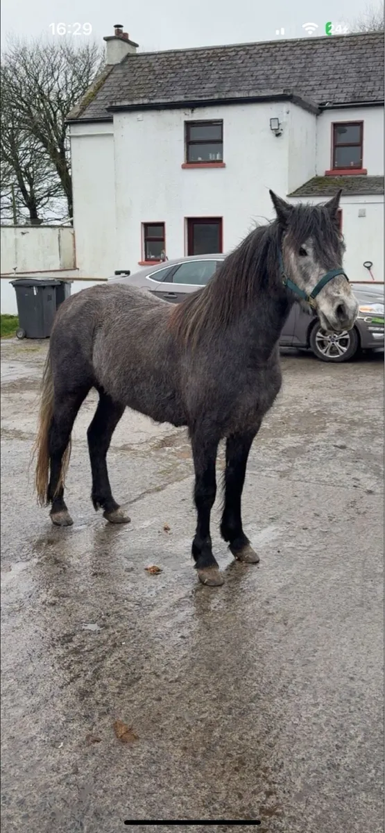 4 year old Connemara gelding - Image 1