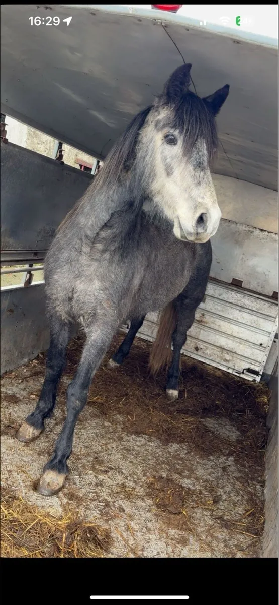 4 year old Connemara gelding - Image 2