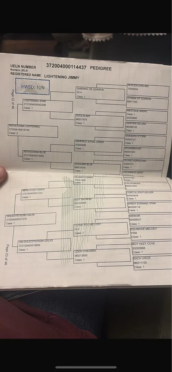 4 year old Connemara gelding - Image 3