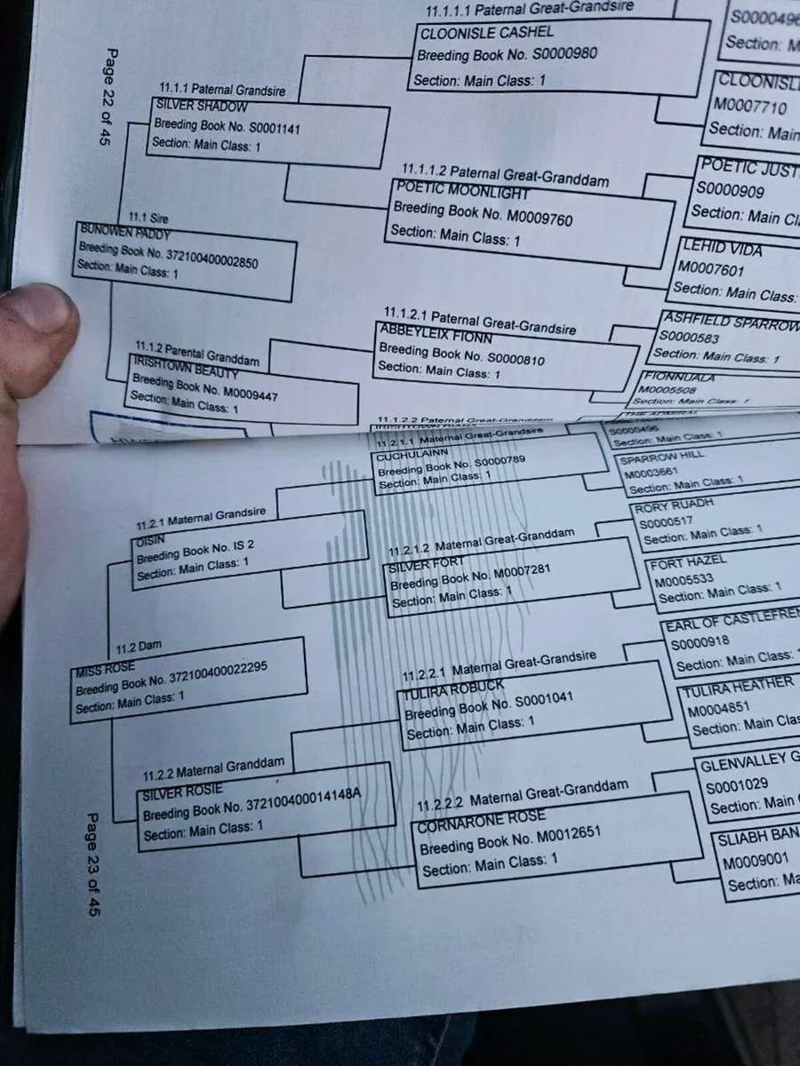 Connemara gelding - Image 3