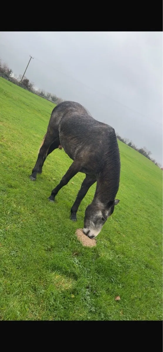 3 year old Connemara gelding - Image 1